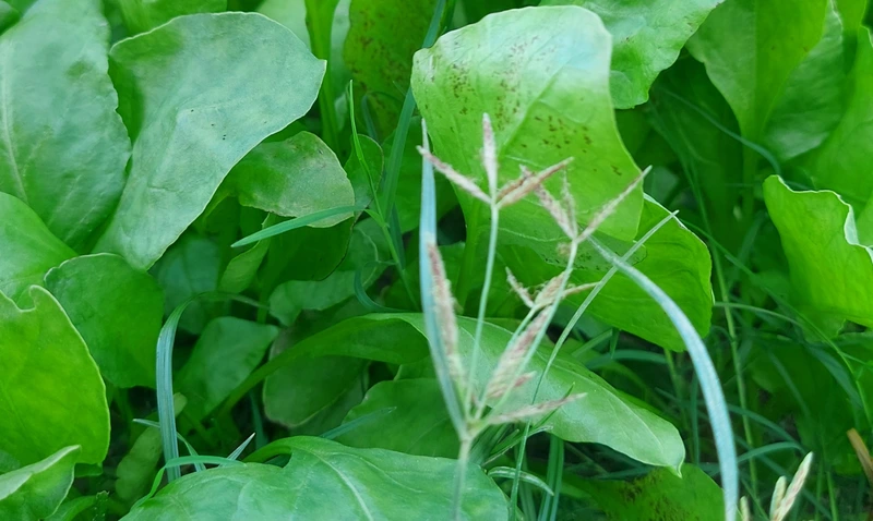 Spinach